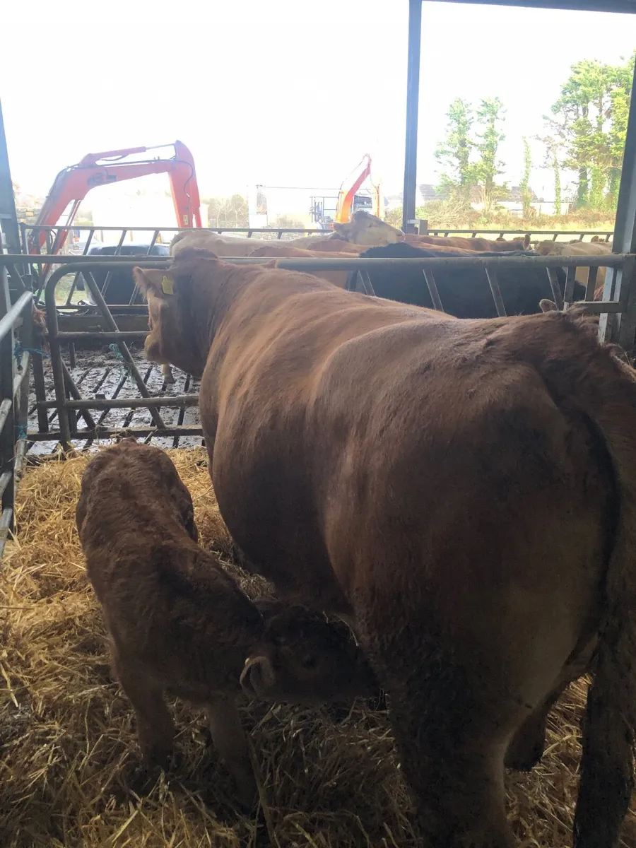 Organic cow and bull calf - Image 3