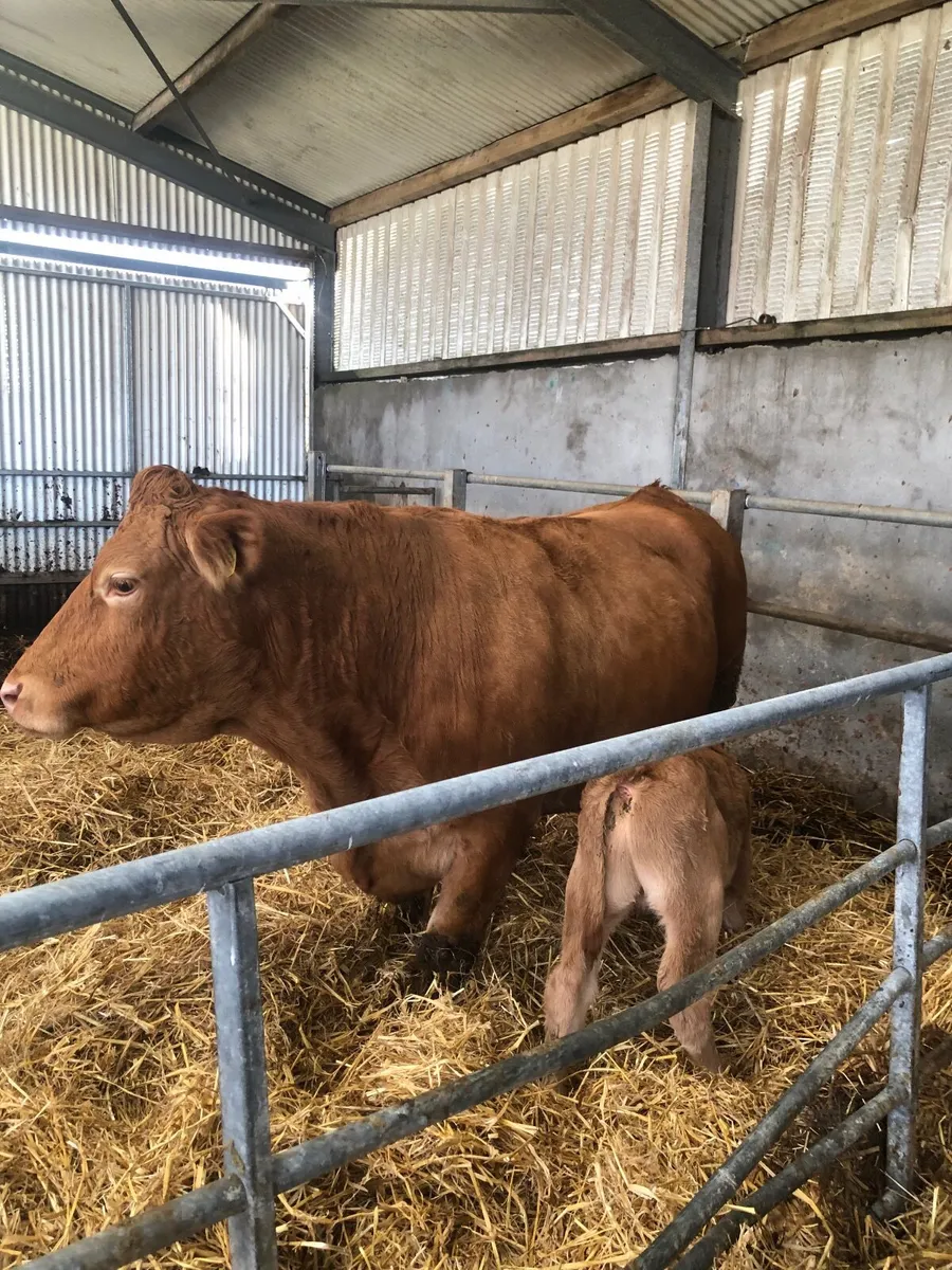 Organic cow and bull calf - Image 4