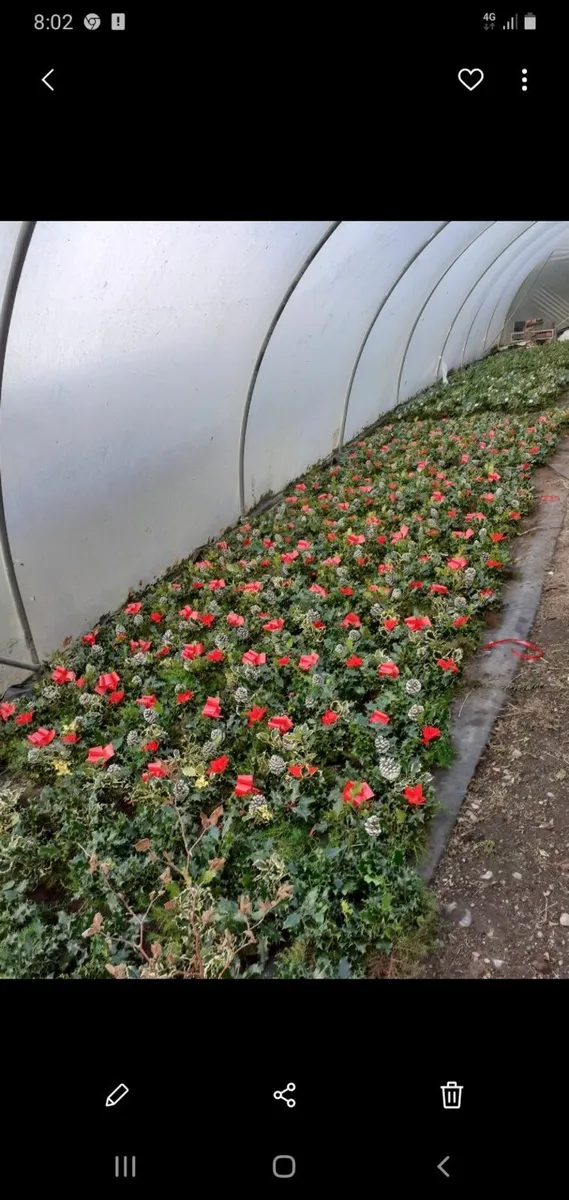 Holly wreaths - Image 4