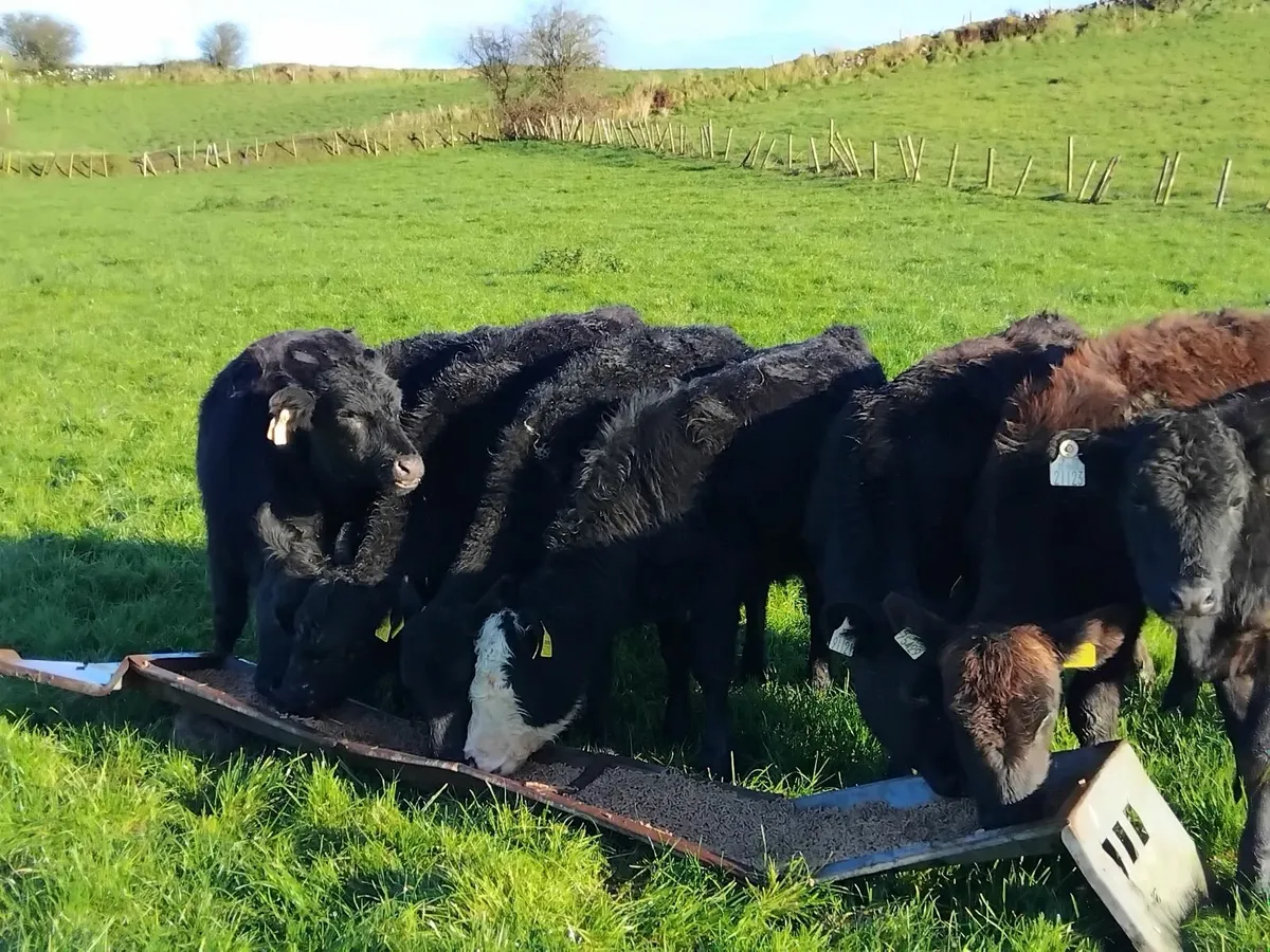 Angus heifer weanlings outlyers - Image 2