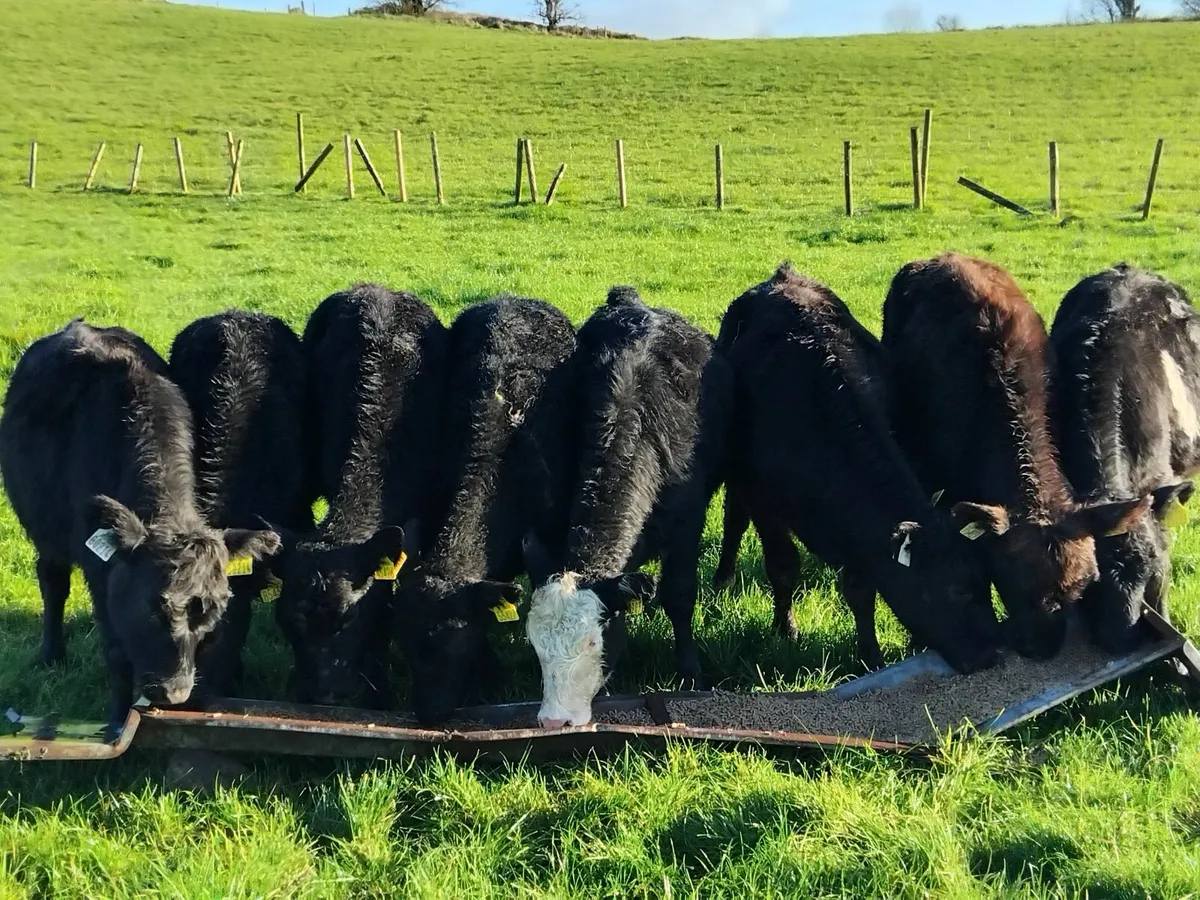 Angus heifer weanlings outlyers - Image 1