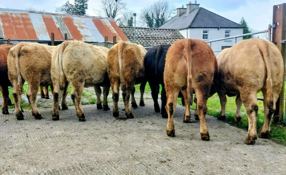 🌟In Calf Springer Heifers for Sale🌟 - Image 1