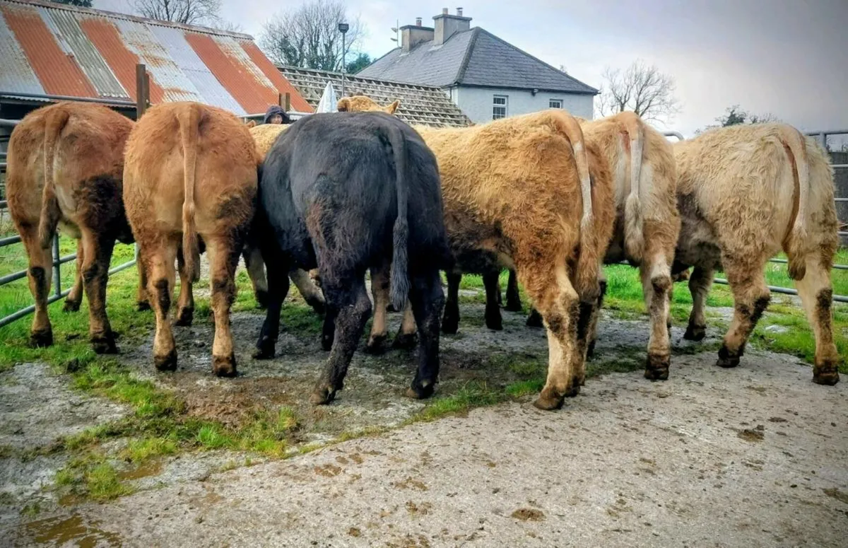 🌟In Calf Springer Heifers for Sale🌟 - Image 2