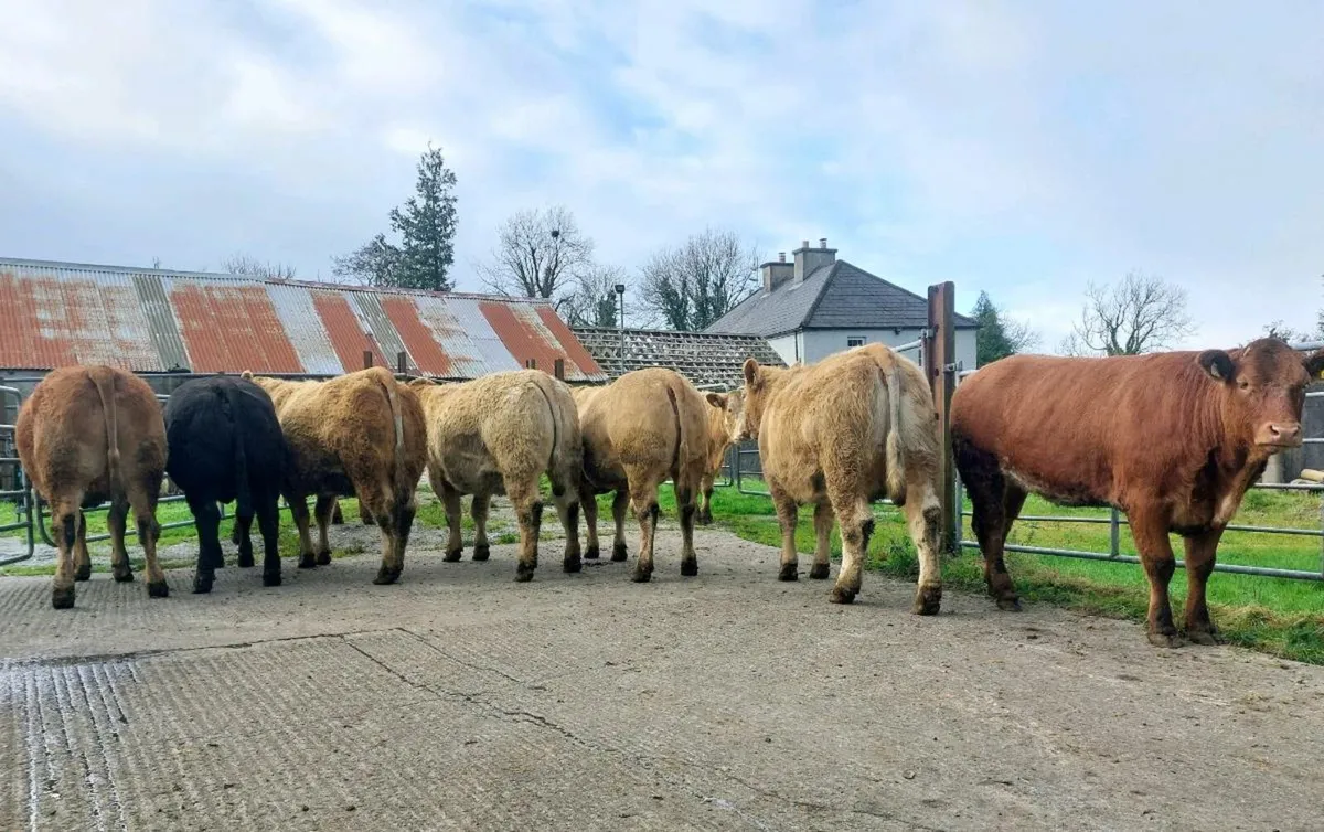 🌟In Calf Springer Heifers for Sale🌟 - Image 3