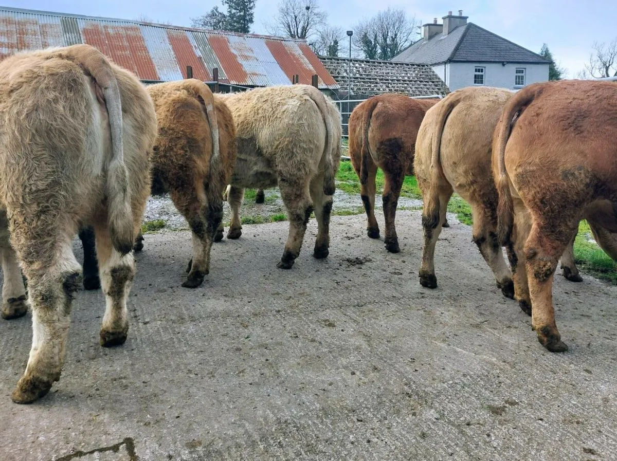 🌟In Calf Springer Heifers for Sale🌟 - Image 4