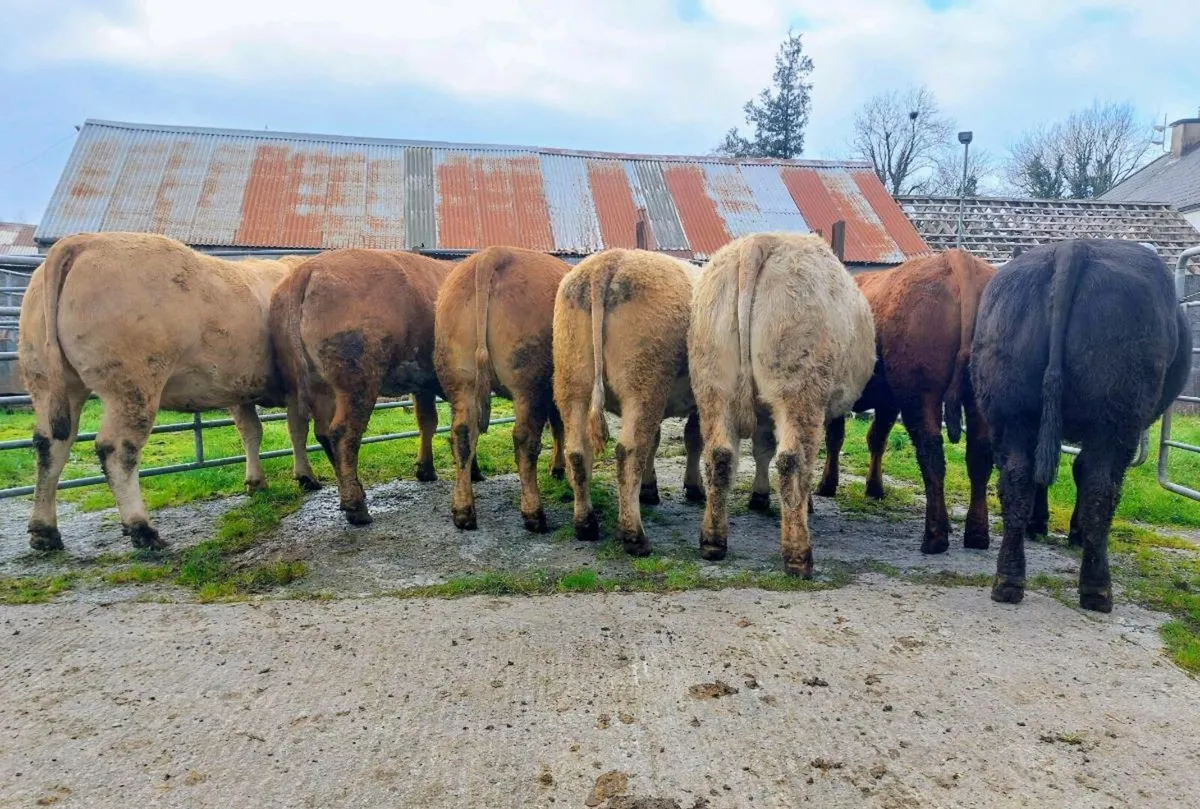 🌟In Calf Springer Heifers for Sale🌟 - Image 1