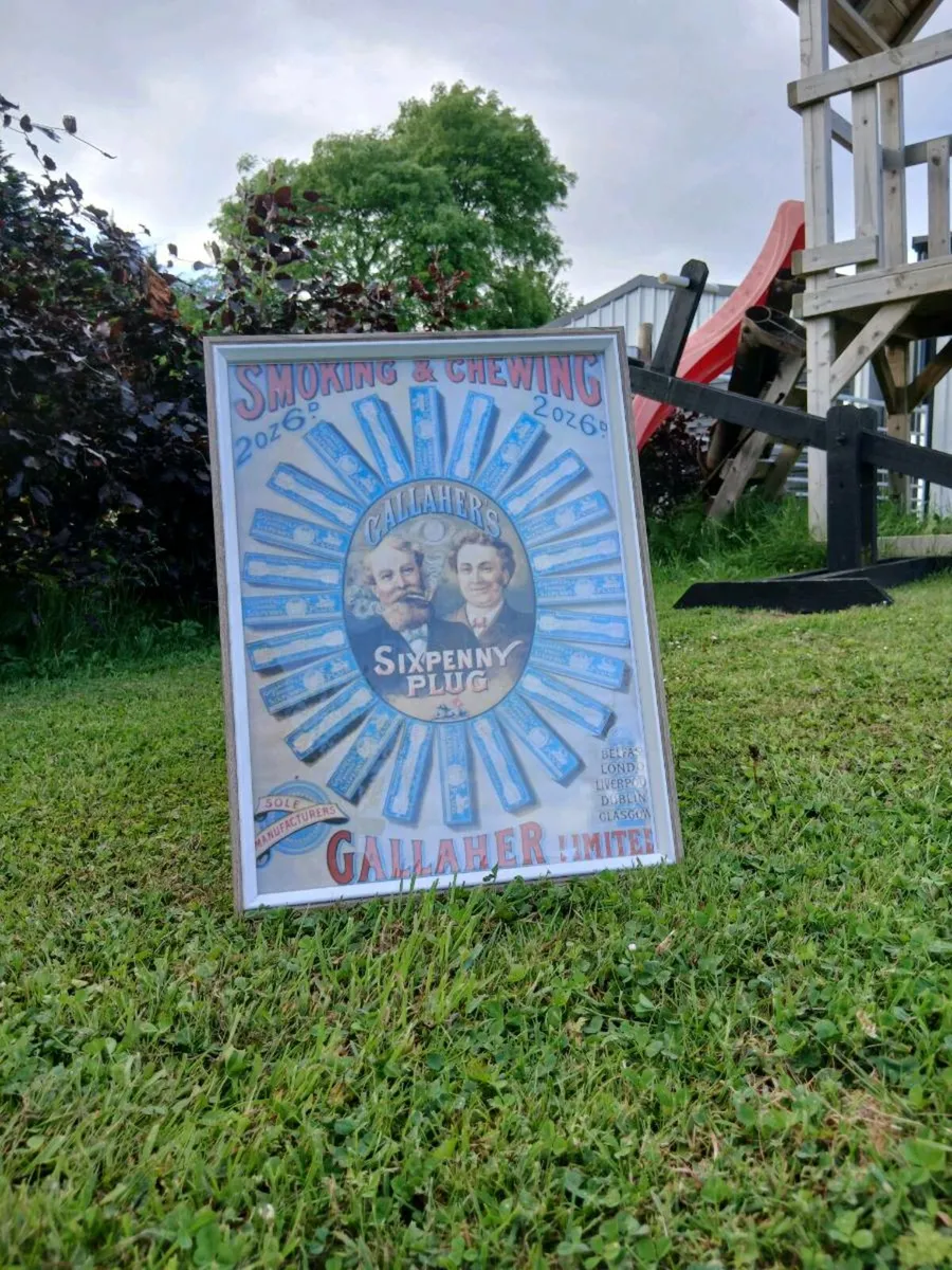 Gallaghers Sixpenny Plug Advert - Image 2