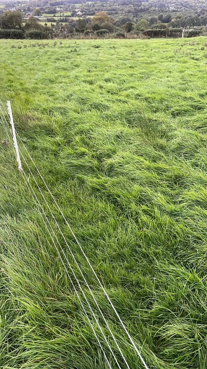 Looking for few weeks sheep grazing