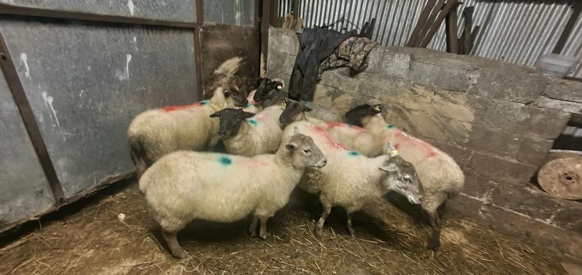 Feeding ewrs - Image 1