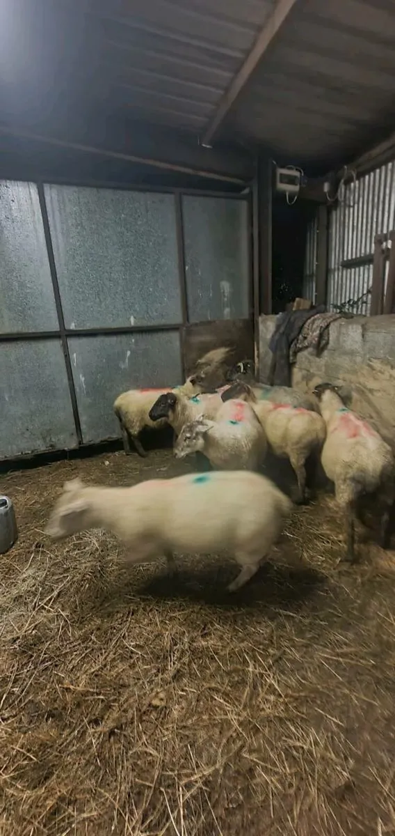 Feeding ewrs - Image 2