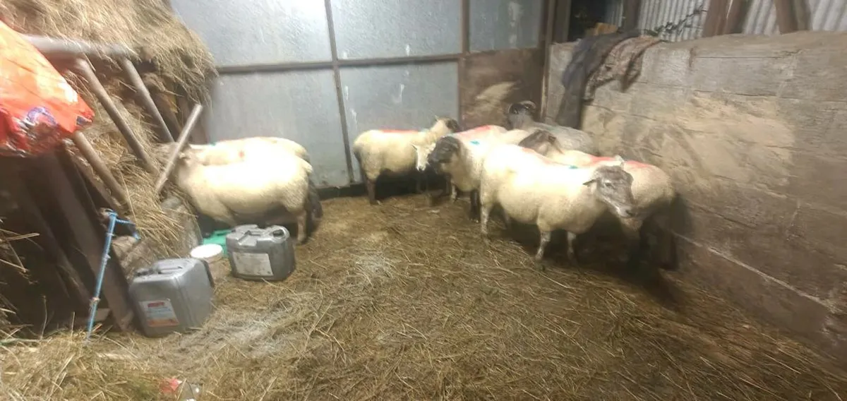 Feeding ewrs - Image 3