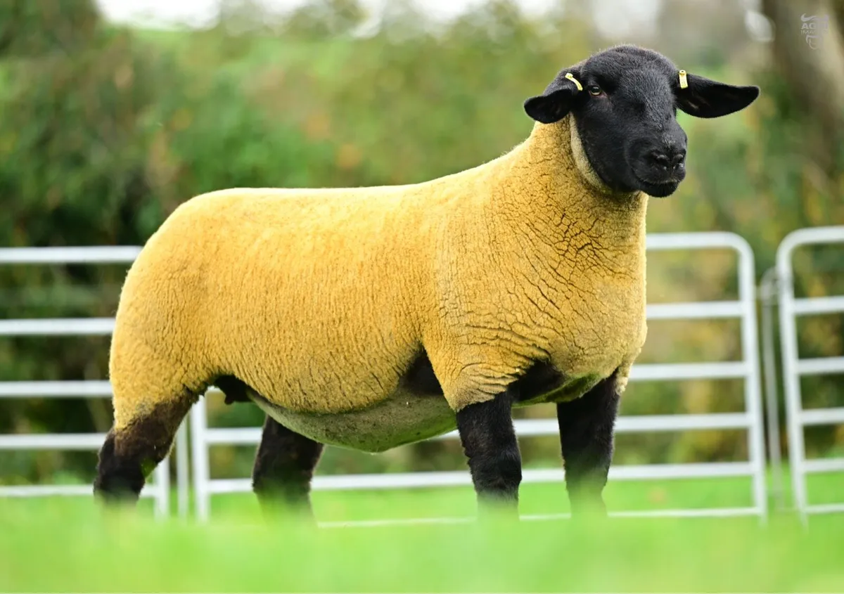 Kilduff - Suffolk In-Lamb Hogget Ewes - Image 1