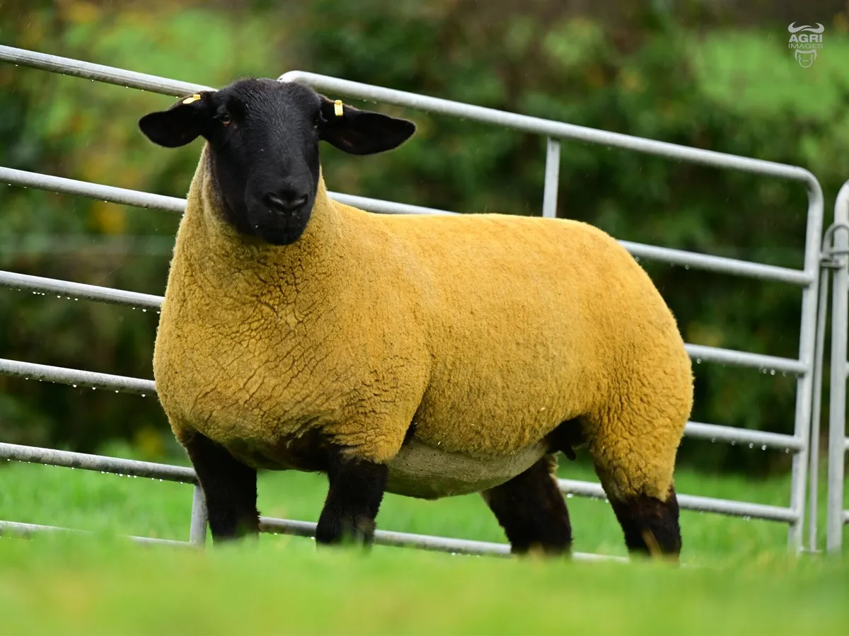 Kilduff - Suffolk In-Lamb Hogget Ewes - Image 2