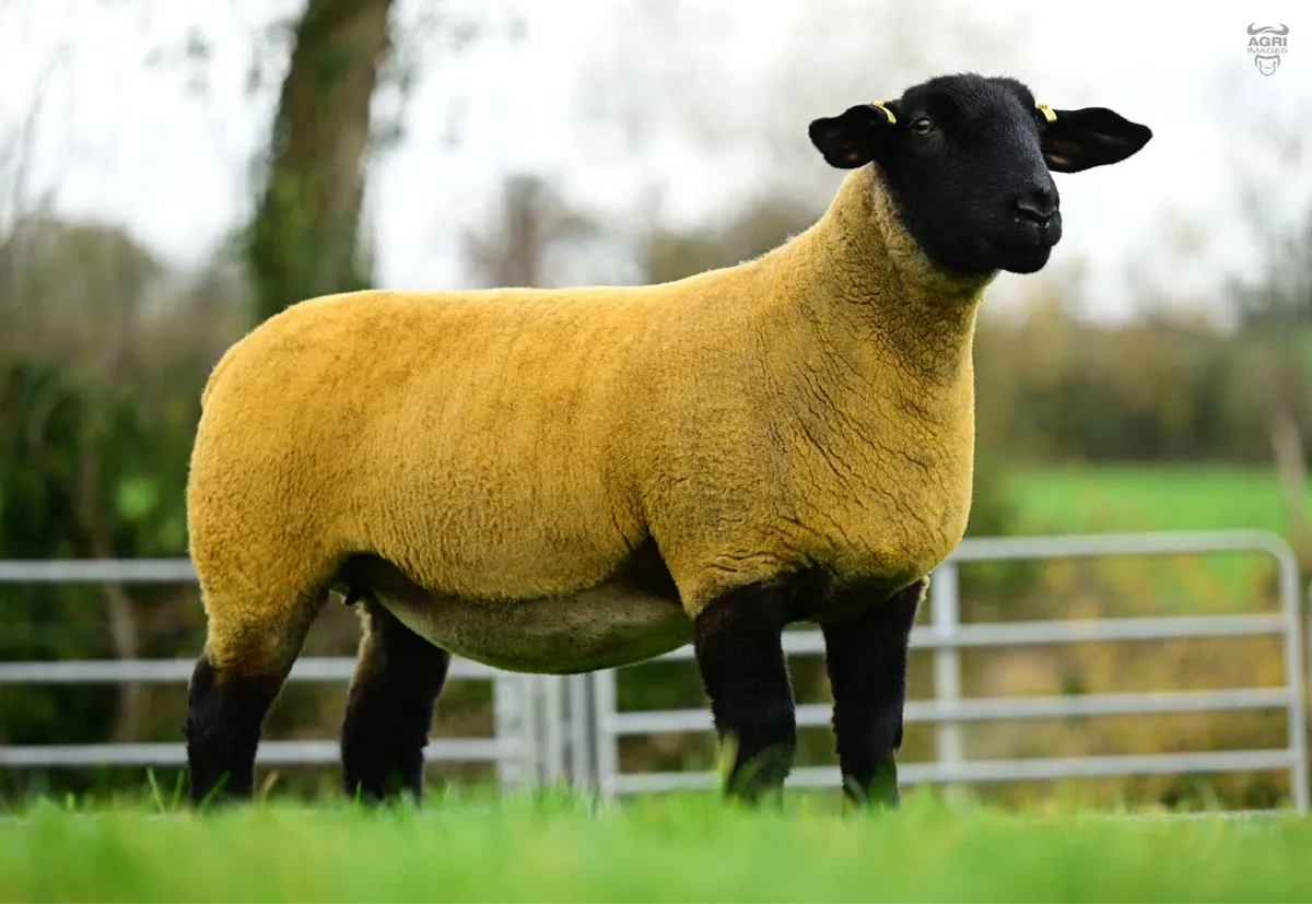 Kilduff - Suffolk In-Lamb Hogget Ewes - Image 3