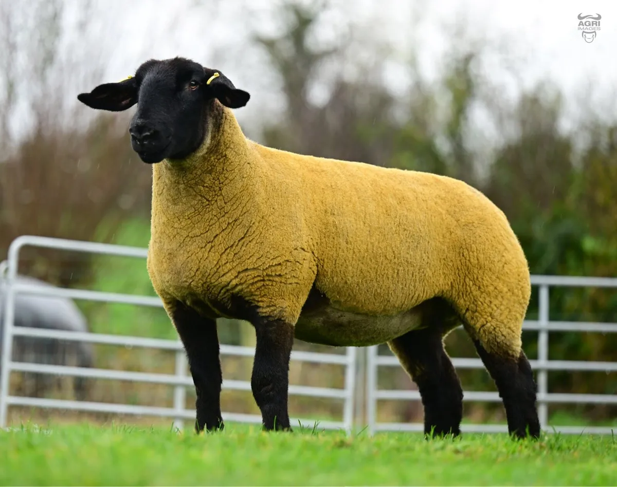 Kilduff - Suffolk In-Lamb Hogget Ewes - Image 4