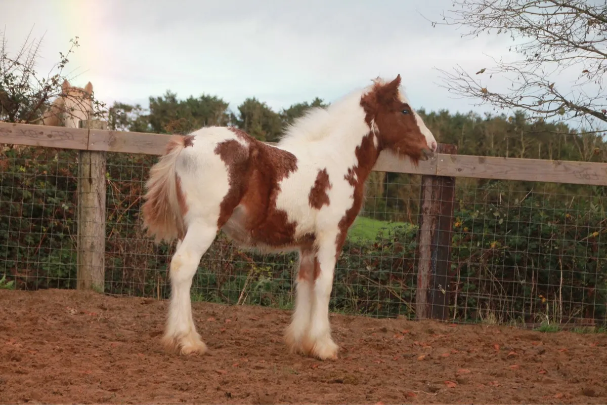 Colt to make 15.2 - Image 1