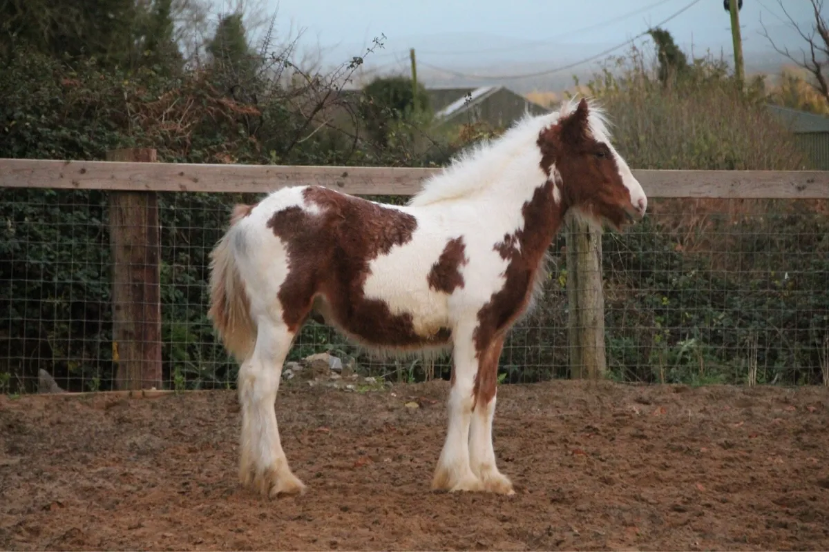 Colt to make 15.2 - Image 2