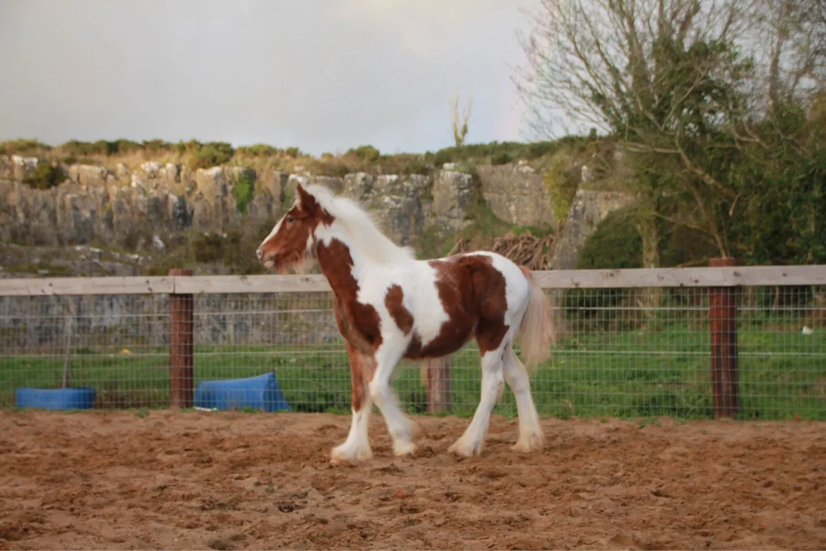 Colt to make 15.2 - Image 3