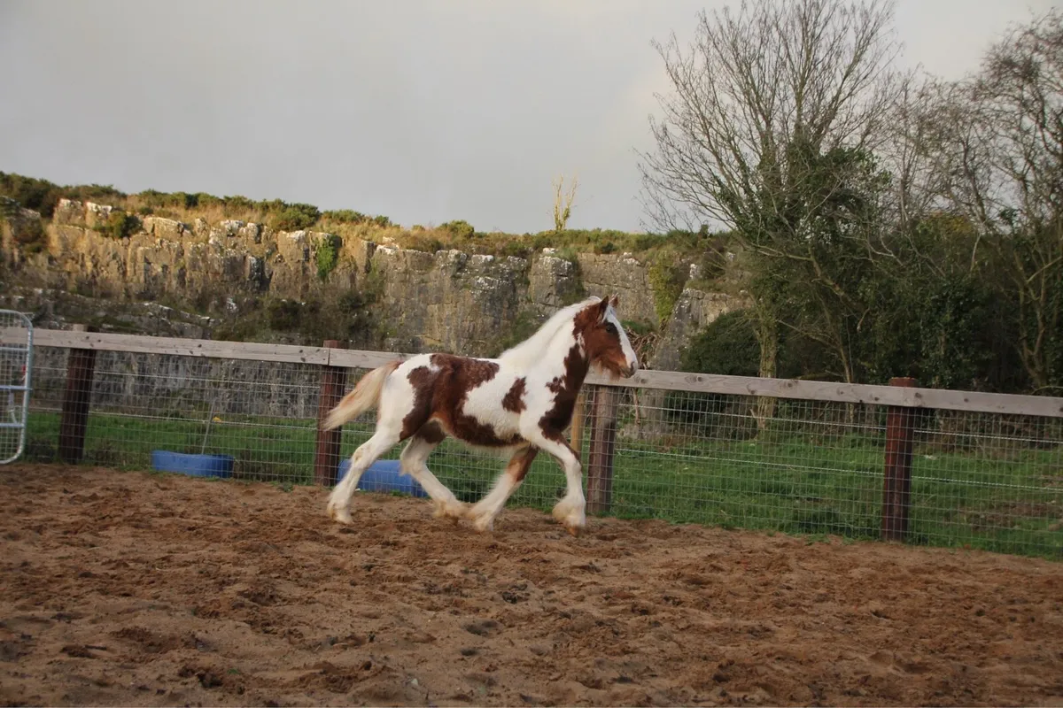 Colt to make 15.2 - Image 4