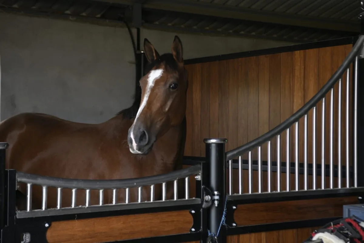 16.1 4yo ISH Mare - Image 1