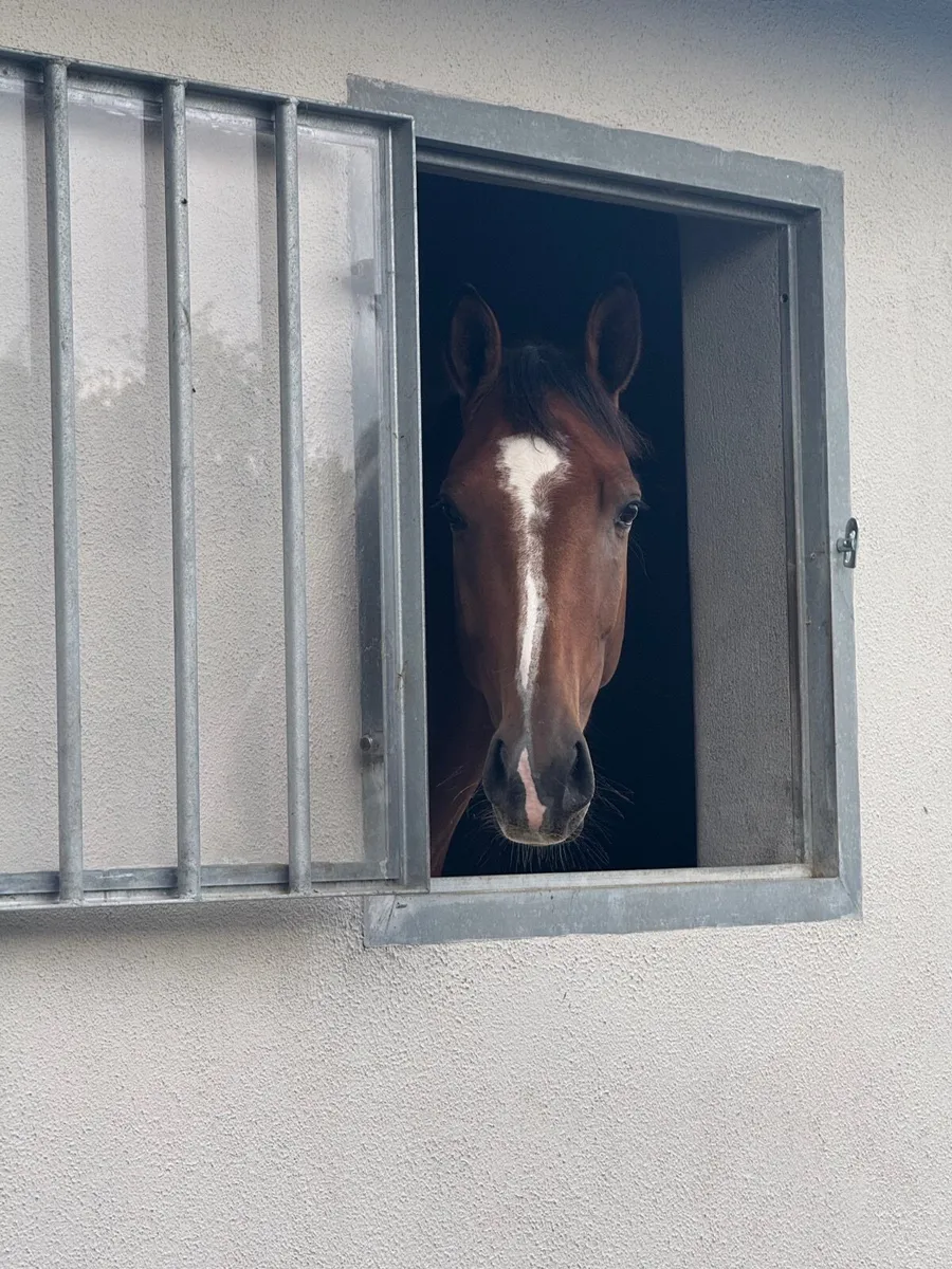 16.1 4yo ISH Mare - Image 2