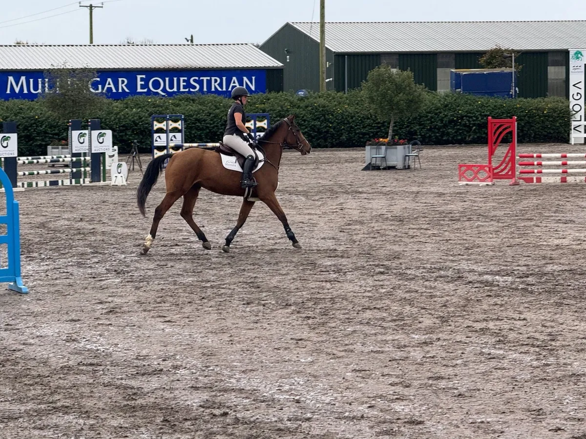 16.1 4yo ISH Mare - Image 3