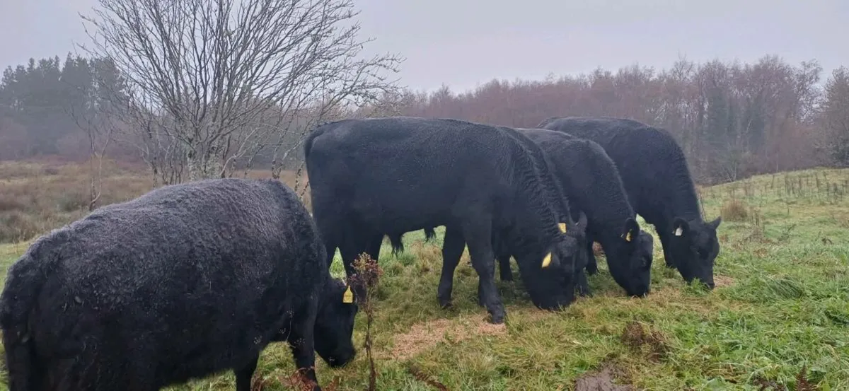 Angus (3 bulls & 2 heifers) - Image 1