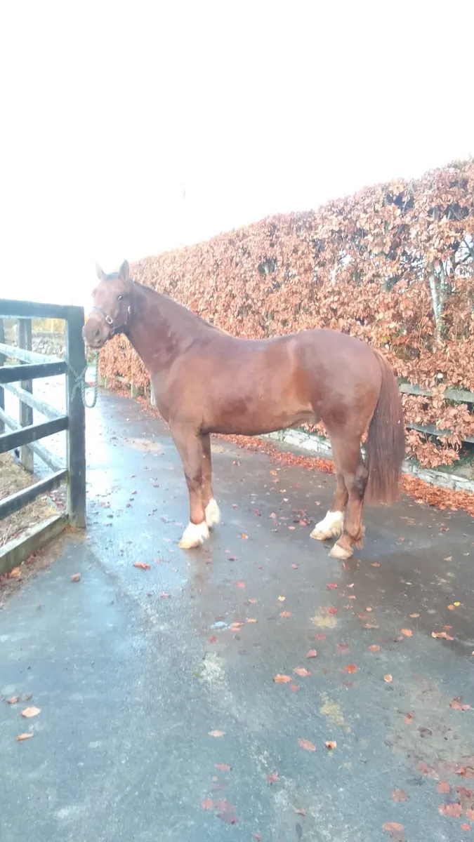 3yr old Irish Draught gelding - Image 1