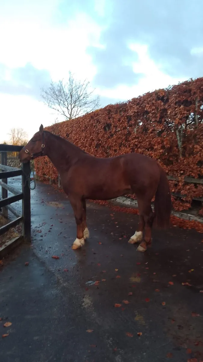 3yr old Irish Draught gelding - Image 2