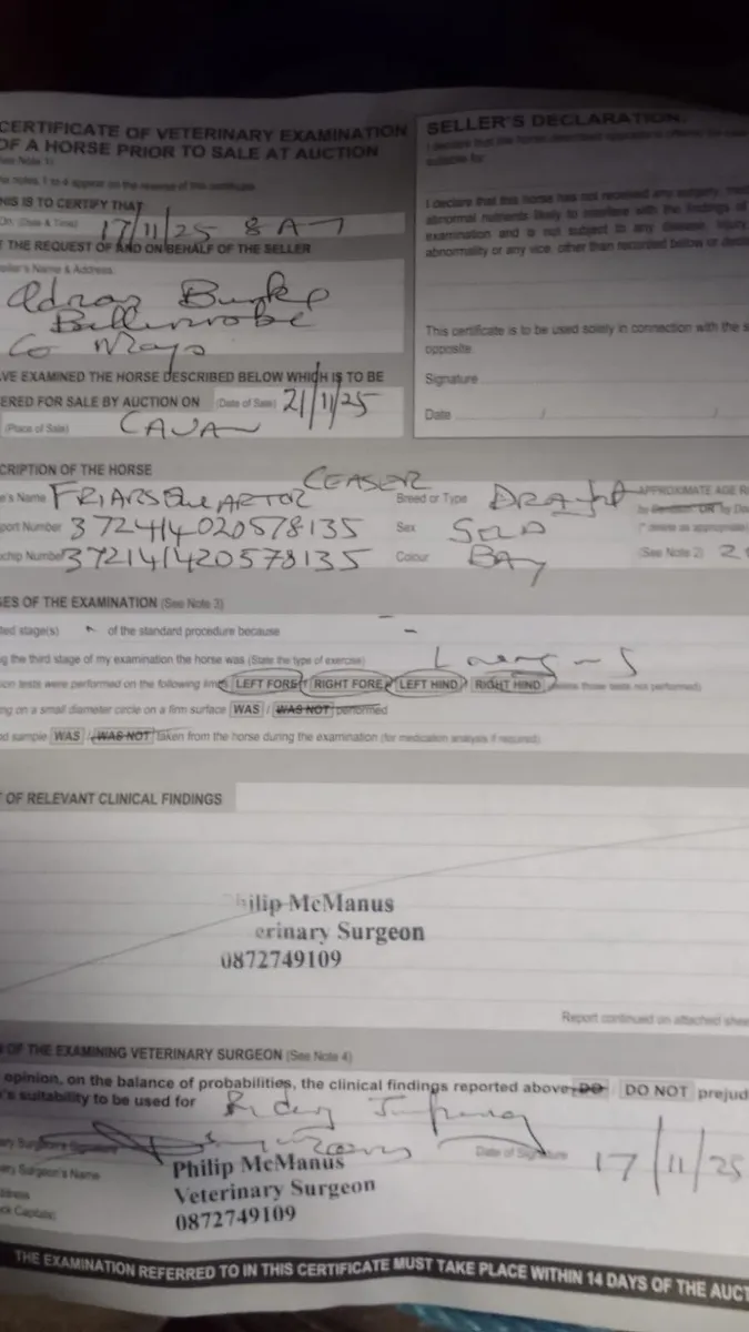 3yr old Irish Draught gelding - Image 3