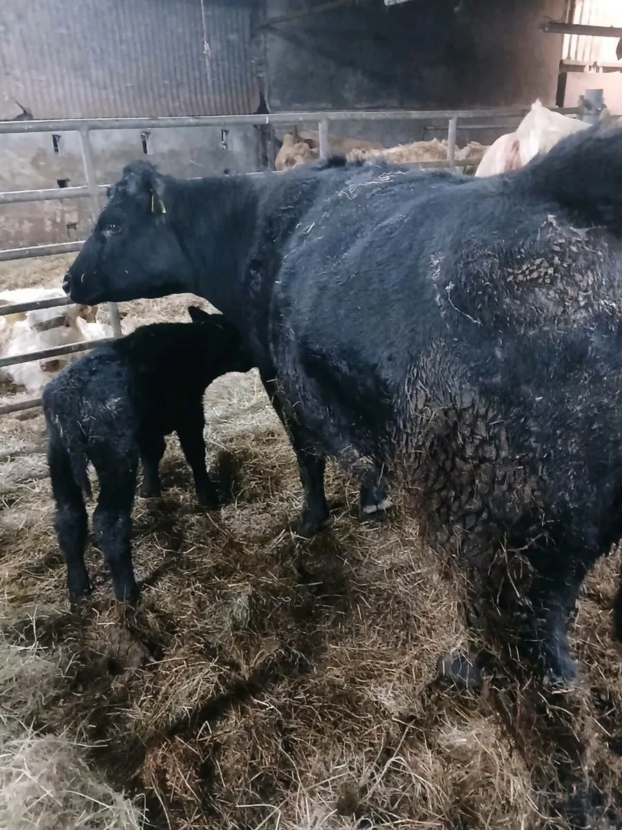 Pedigree Angus team - Image 1