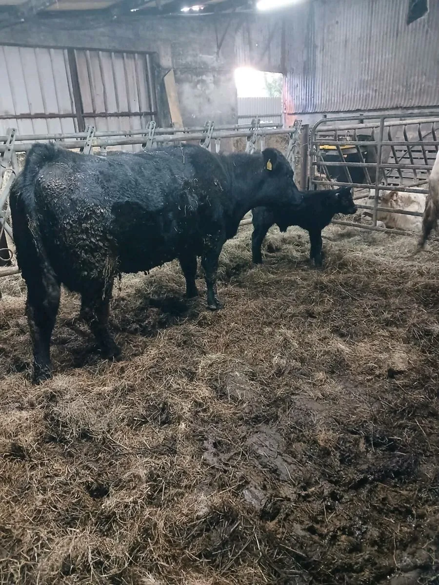 Pedigree Angus team - Image 2