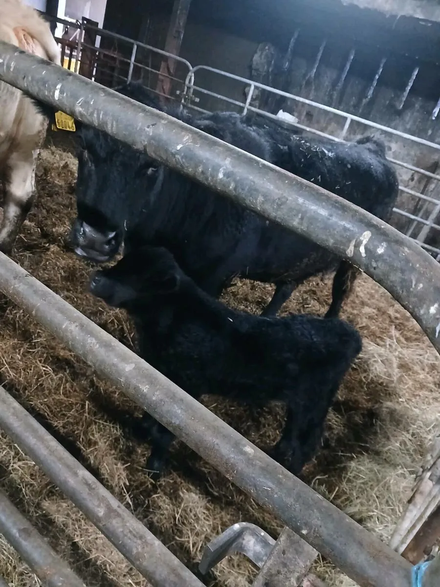 Pedigree Angus team - Image 3