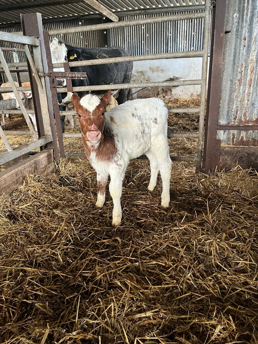 5 super shorthorn heifer calves - Image 1