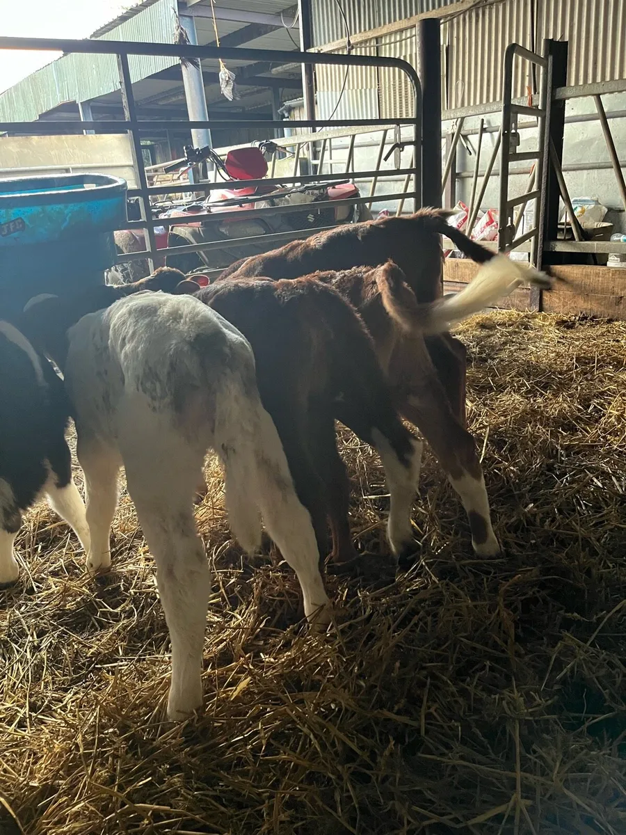 5 super shorthorn heifer calves - Image 3