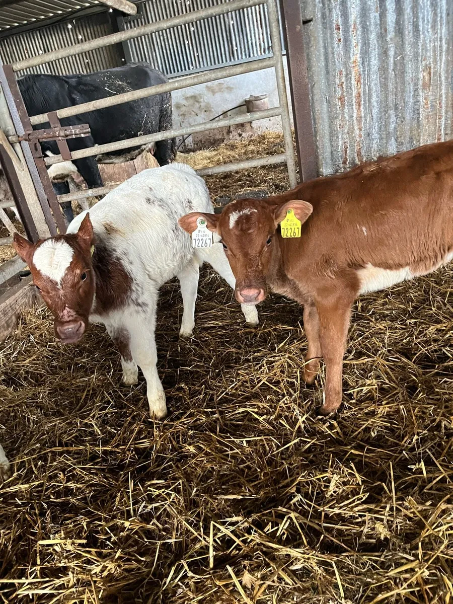 5 super shorthorn heifer calves - Image 4