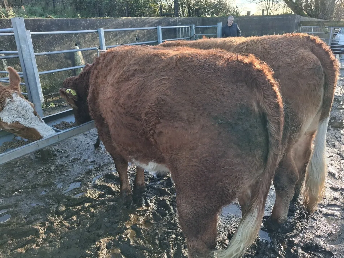 Annual November Day Suckler Sale - Image 3