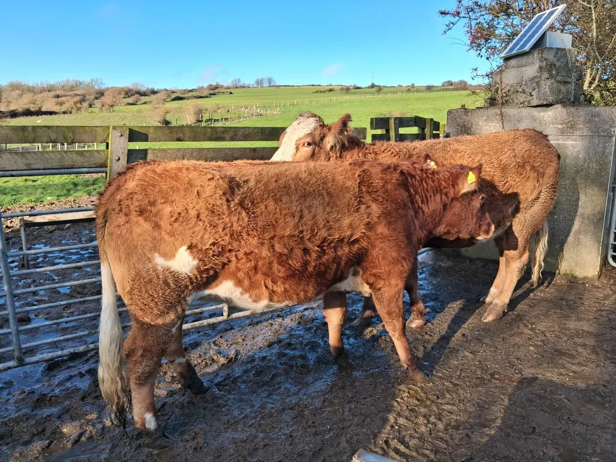 Annual November Day Suckler Sale - Image 4