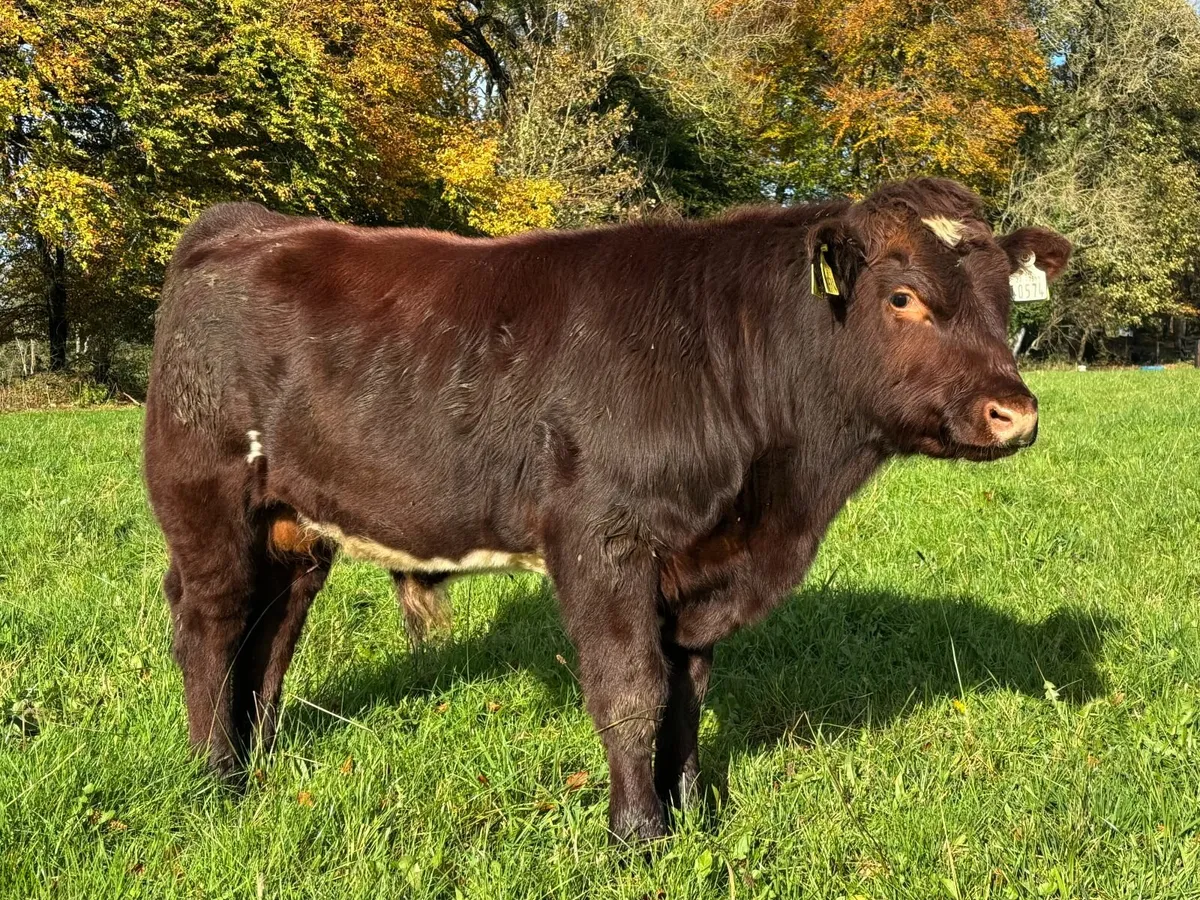 Pedigree Shorthorn Bulls  4* & 5* Organic - Image 1