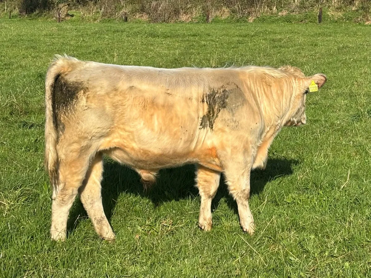 Pedigree Shorthorn Bulls  4* & 5* Organic - Image 2