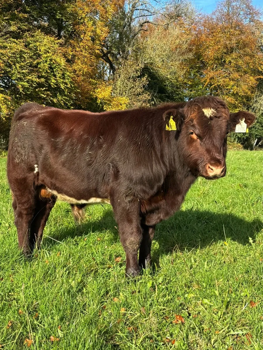 Pedigree Shorthorn Bulls  4* & 5* Organic - Image 3