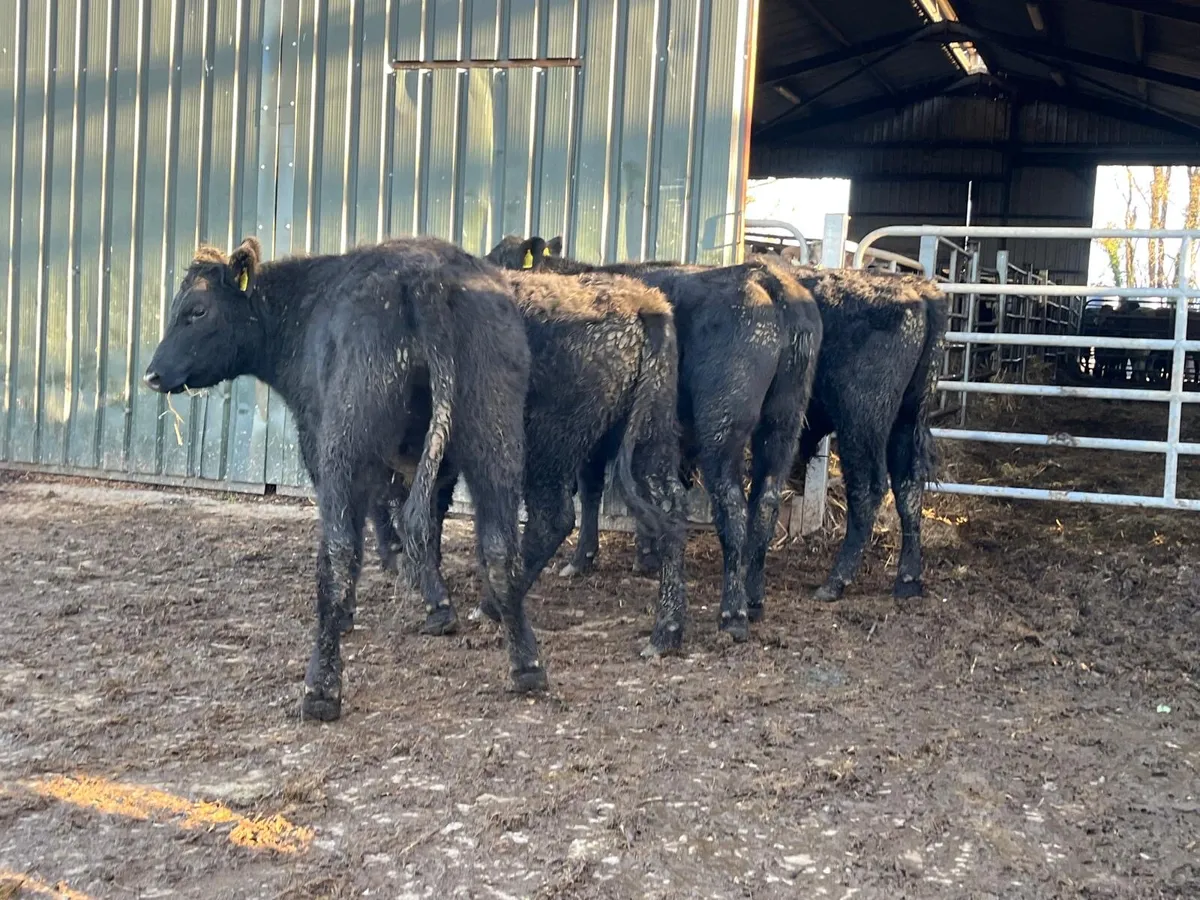 4 super 400 kg Angus bullocks - Image 1