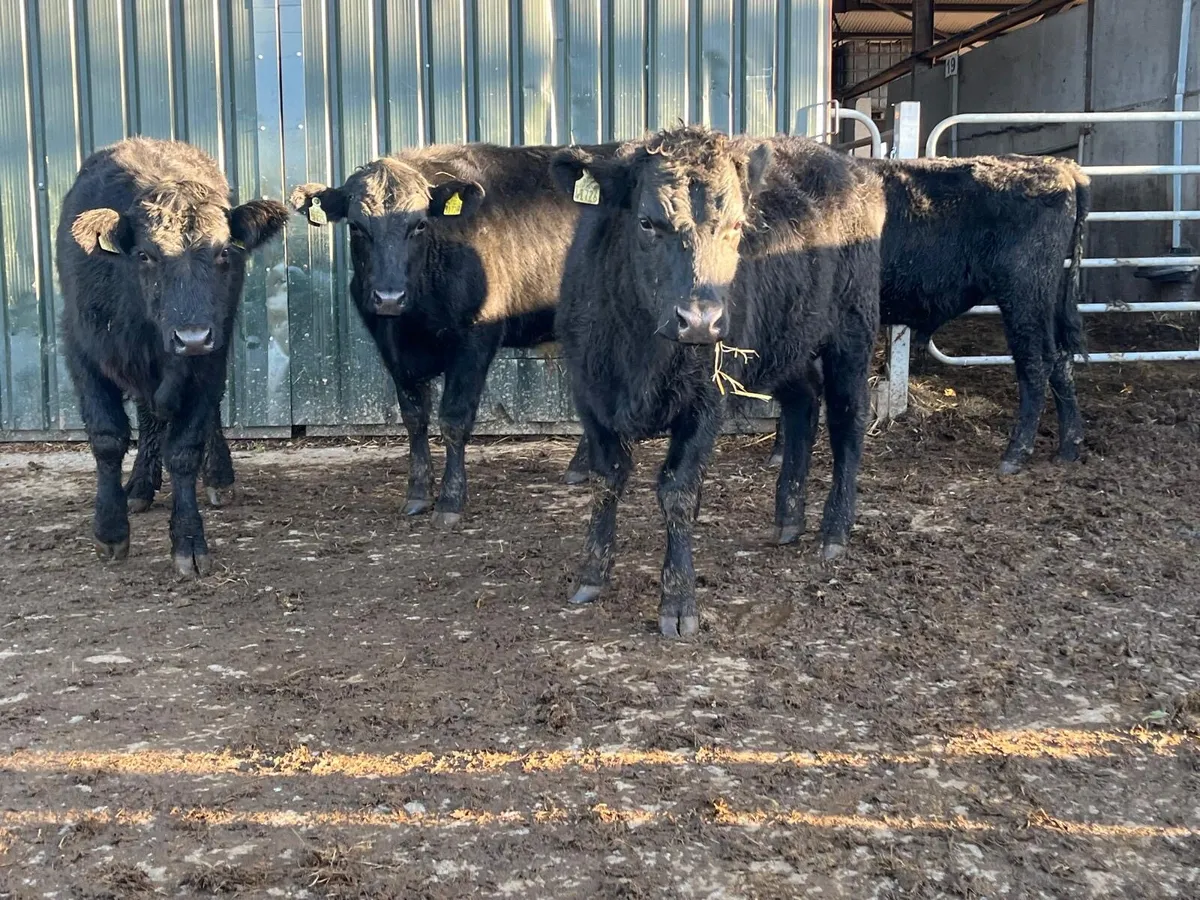 4 super 400 kg Angus bullocks - Image 2