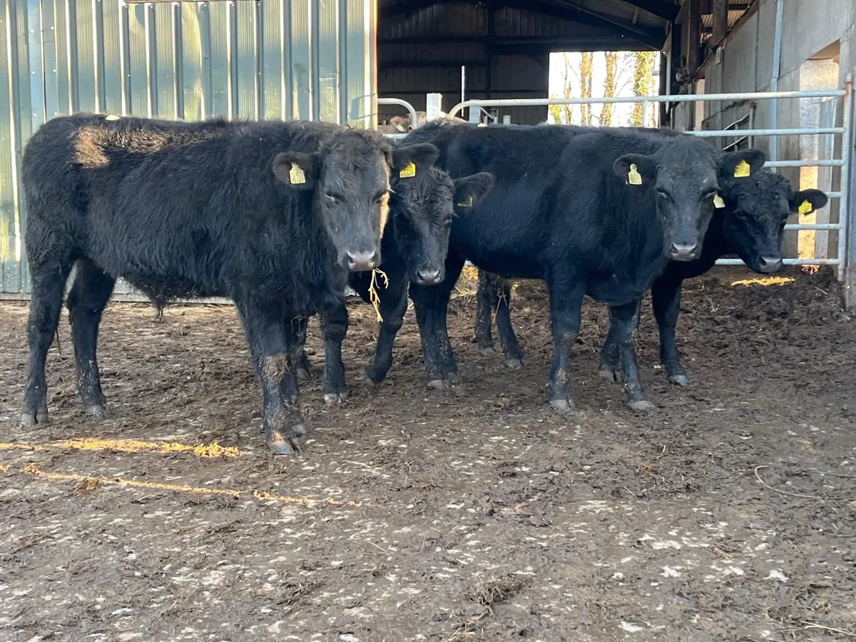 4 super 400 kg Angus bullocks - Image 3