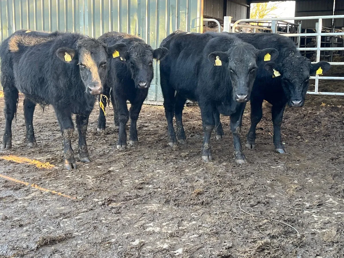 4 super 400 kg Angus bullocks - Image 4