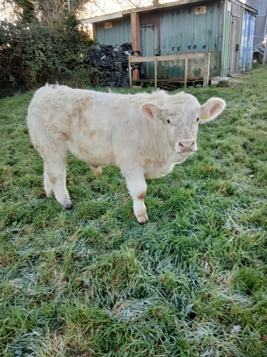 Pbr ch bulls - Image 2