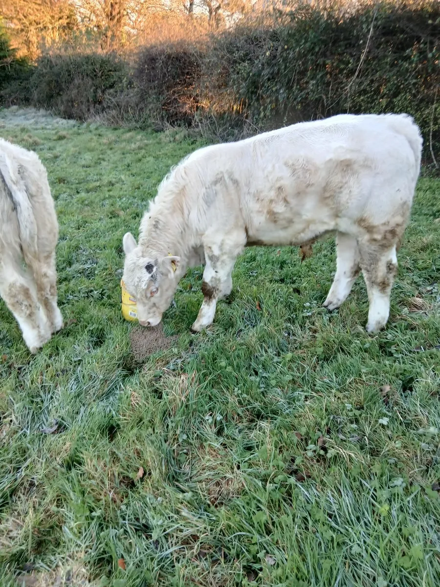 Pbr ch bulls - Image 3