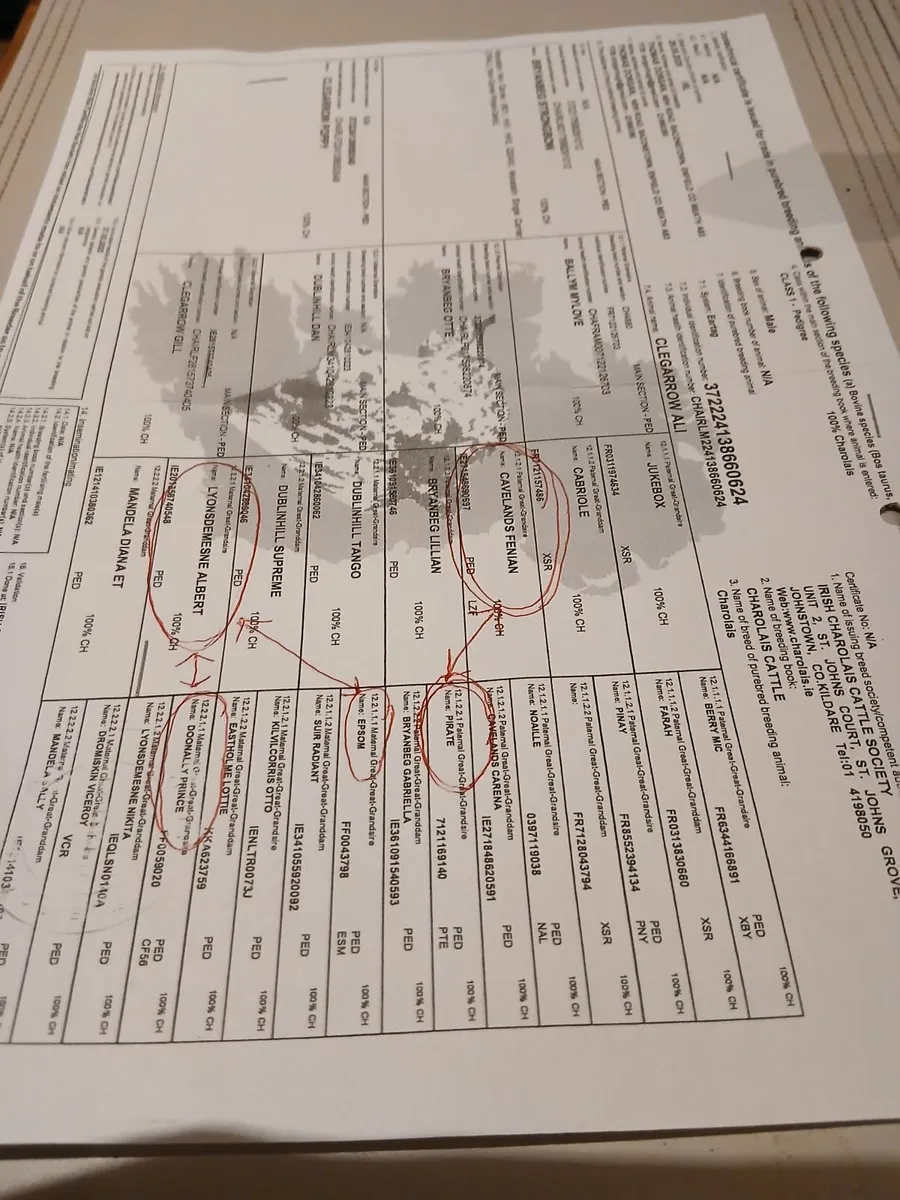 Pbr ch bulls - Image 4