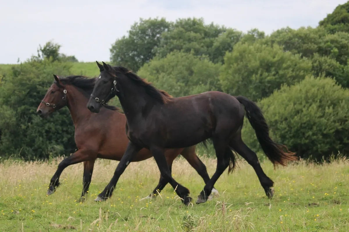 Lovely 16.1h homebred hunter - Image 1