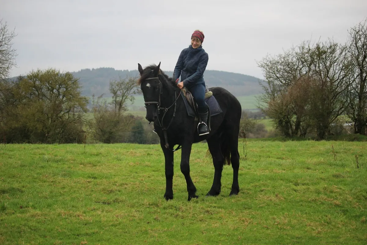 Lovely 16.1h homebred hunter - Image 4